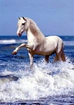 море и лошадь